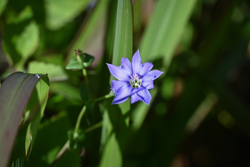 Metagentiana australis