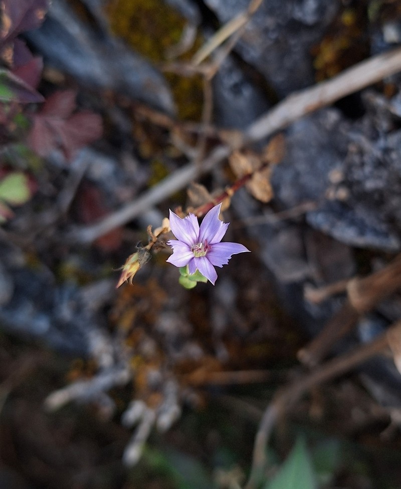 Metagentiana australis photo 2