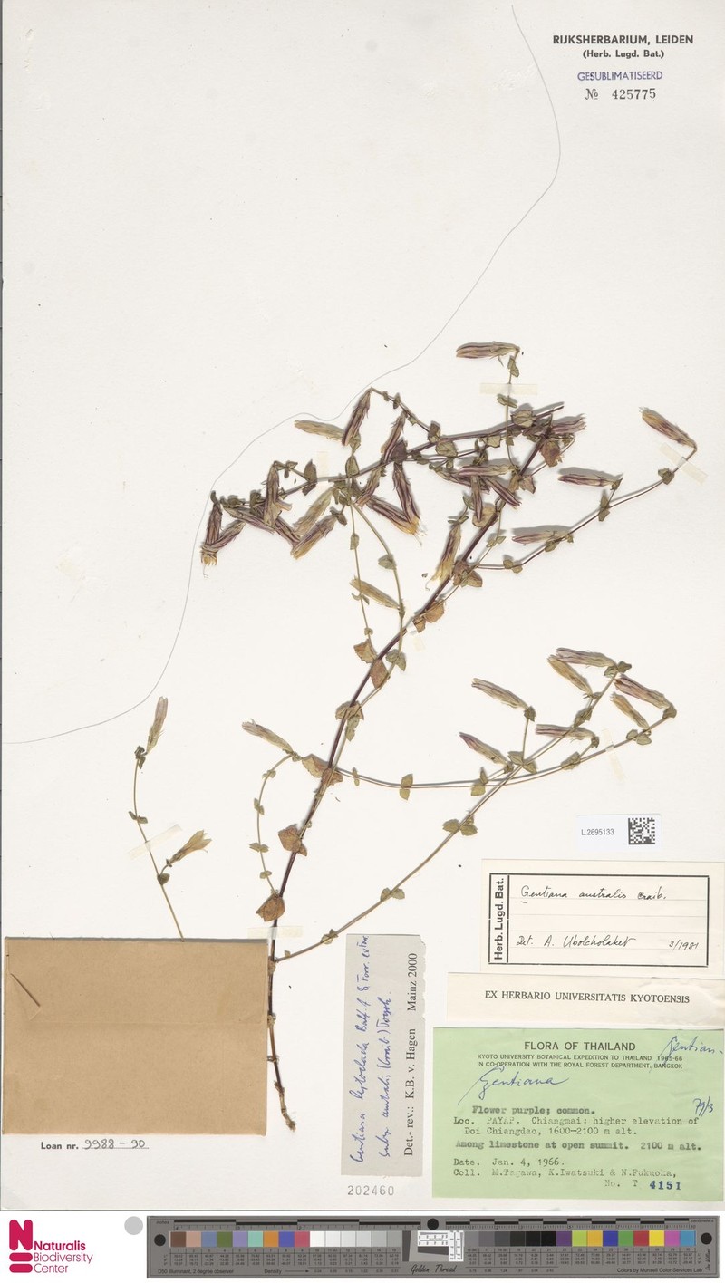 Metagentiana australis photo 3