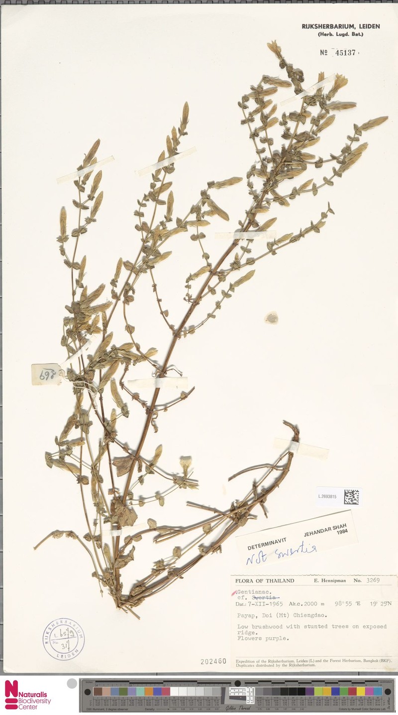 Metagentiana australis photo 4