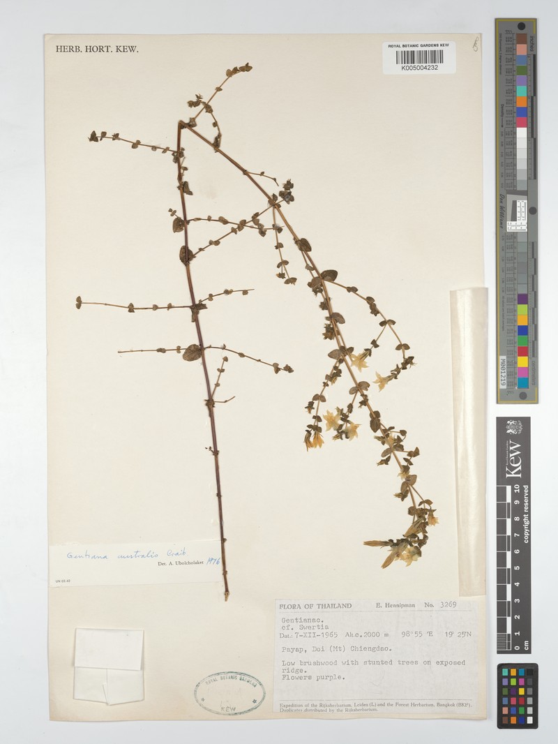 Metagentiana australis photo 5