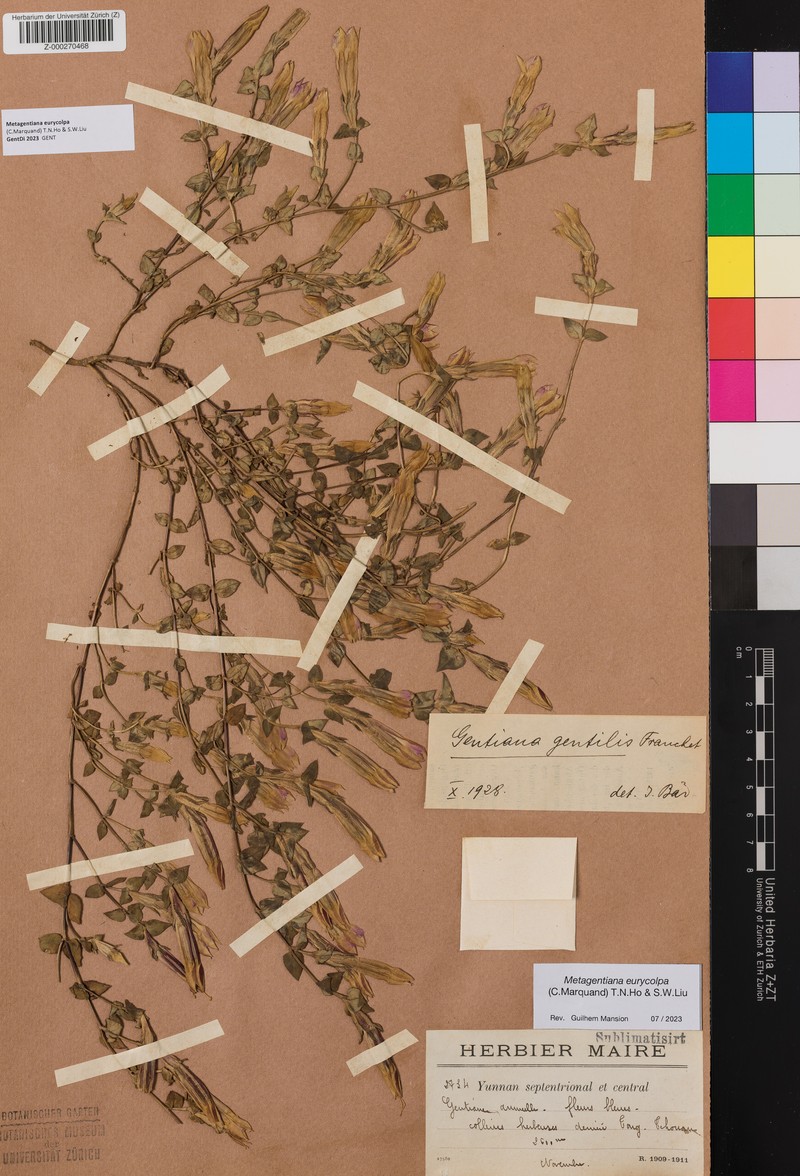 Metagentiana eurycolpa
