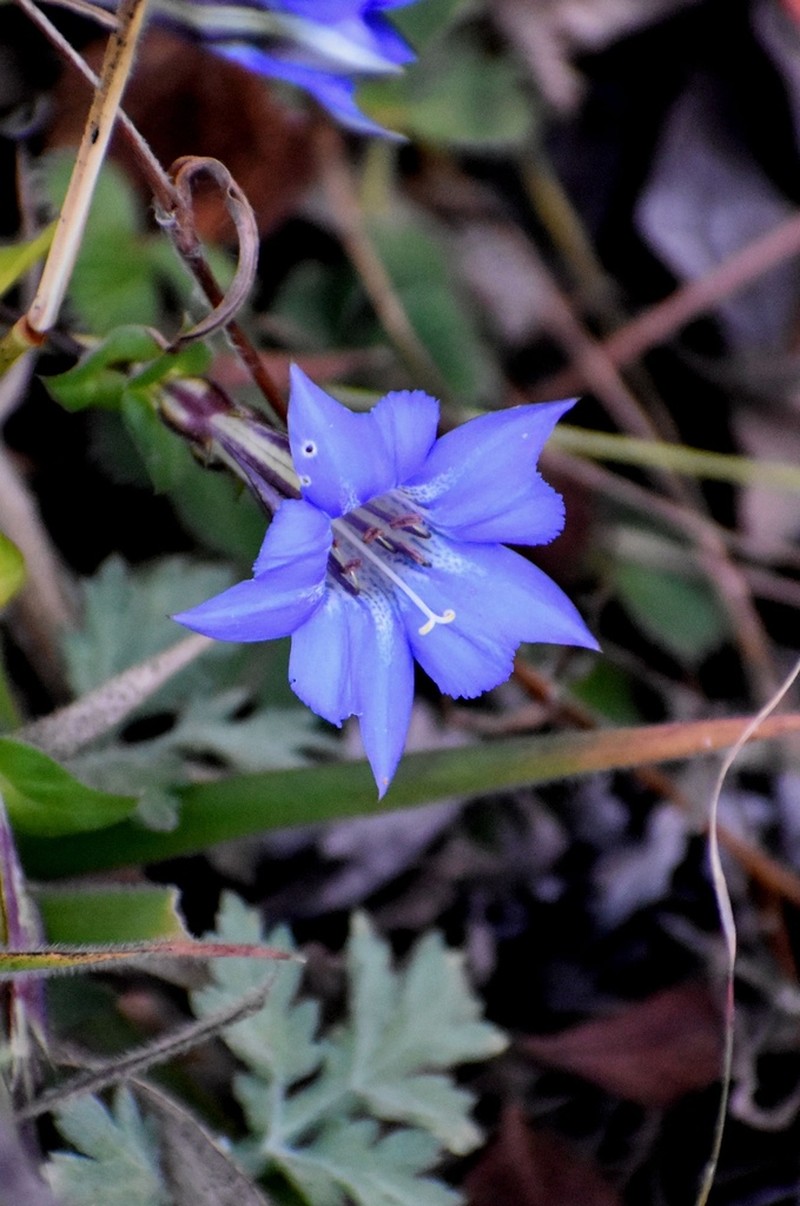 Metagentiana gentilis