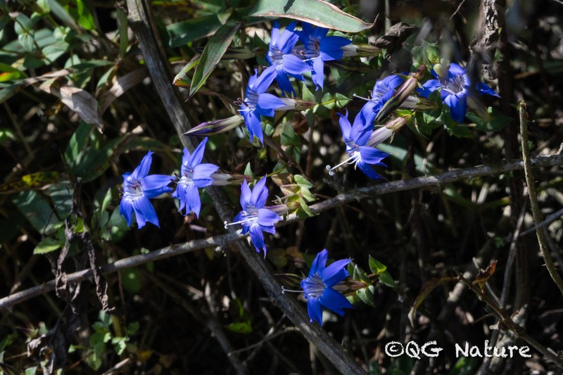 Metagentiana gentilis photo 2