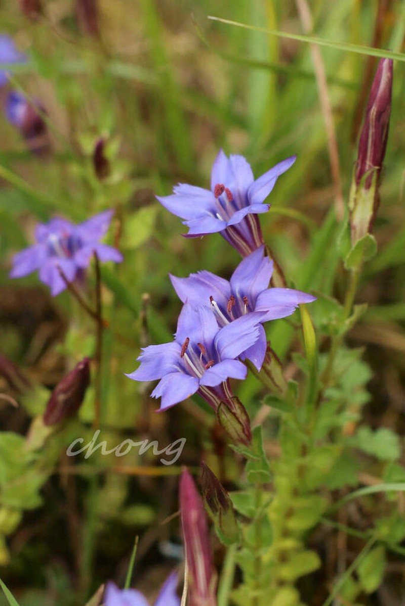 Metagentiana gentilis photo 3