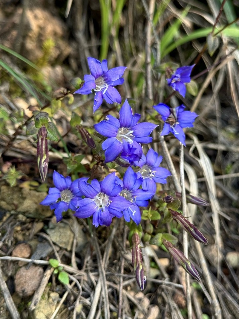 Metagentiana gentilis photo 4