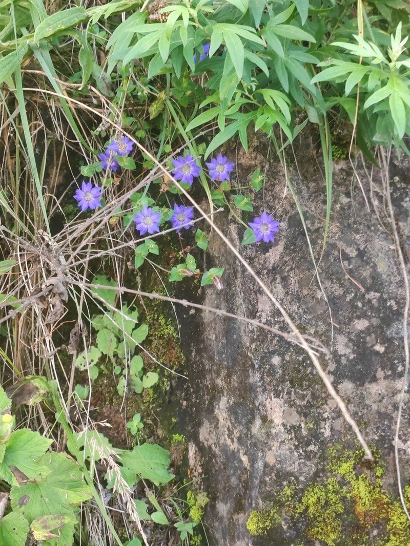 Metagentiana gentilis photo 5