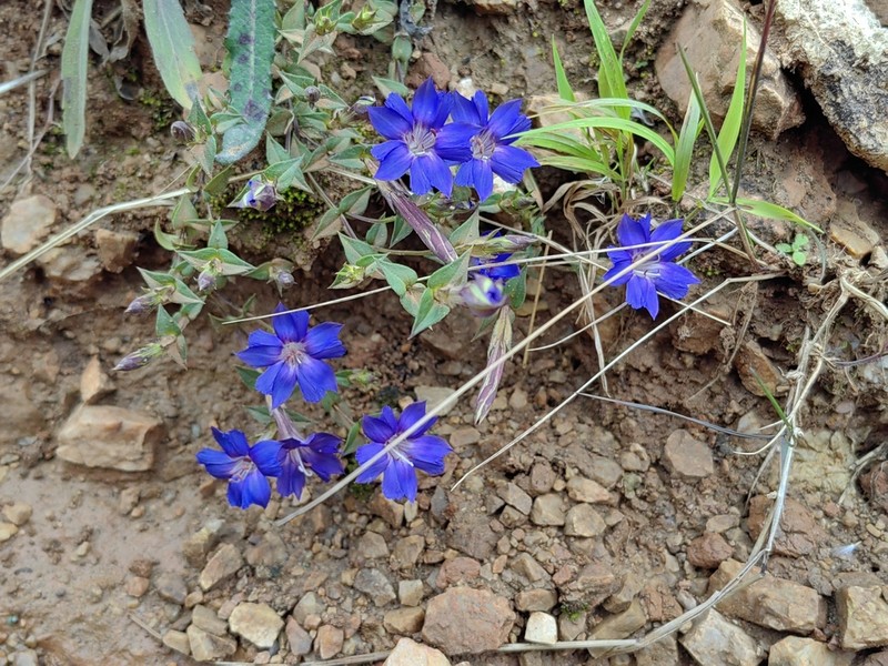 Metagentiana gentilis photo 6