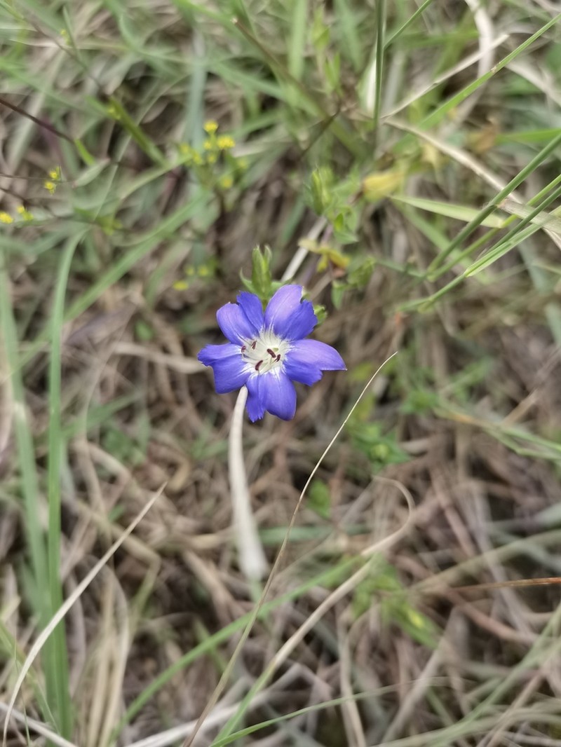 Metagentiana gentilis photo 7