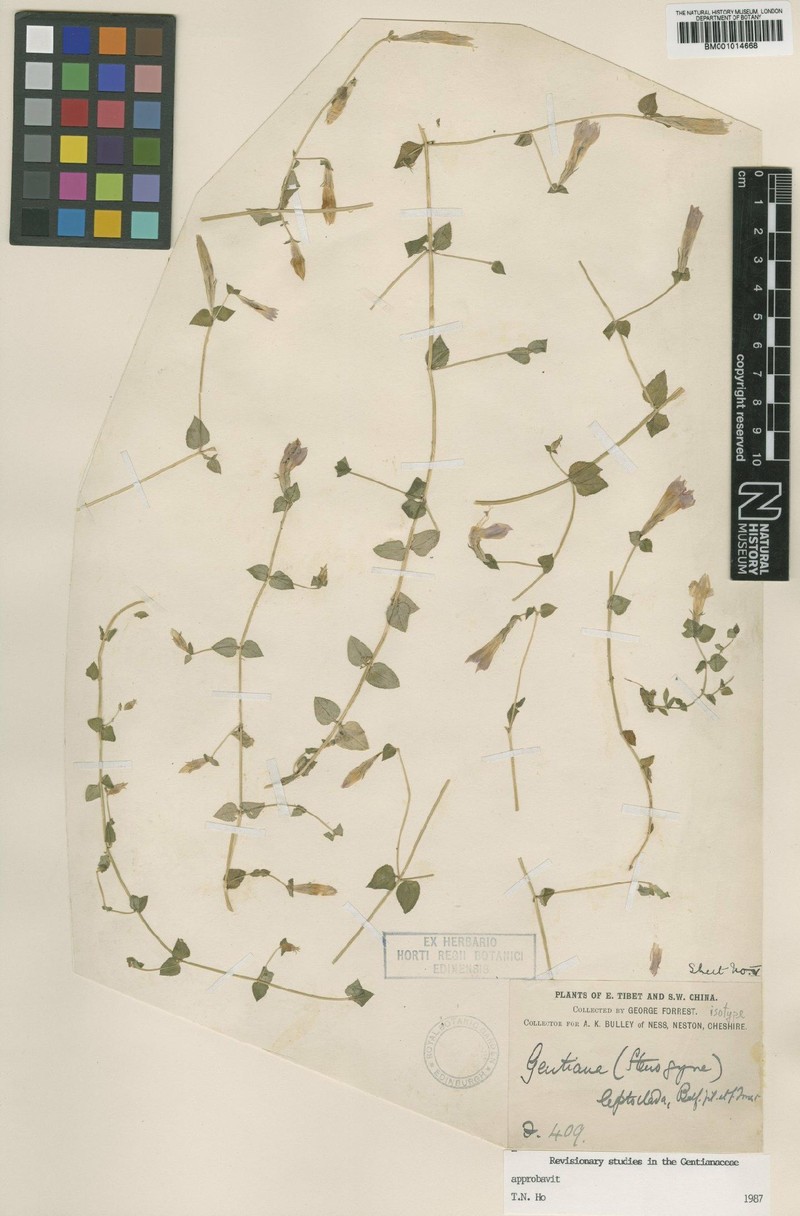 Metagentiana leptoclada