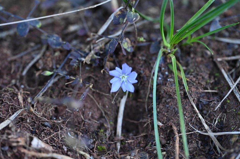 Metagentiana primuliflora