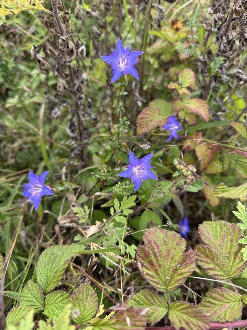 Metagentiana pterocalyx