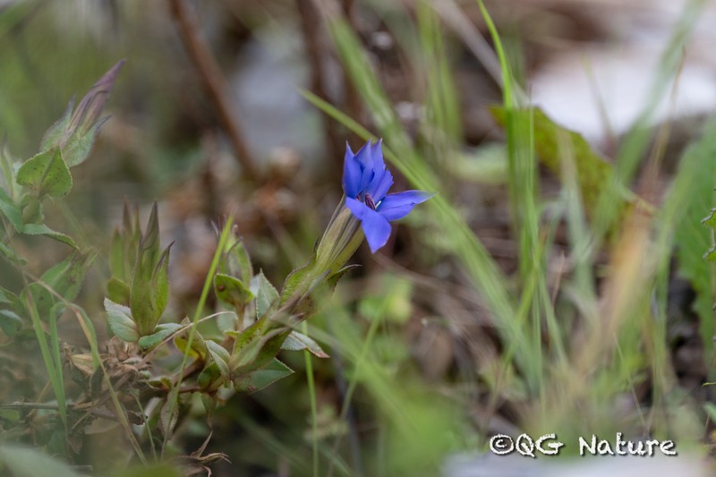 Metagentiana pterocalyx photo 2