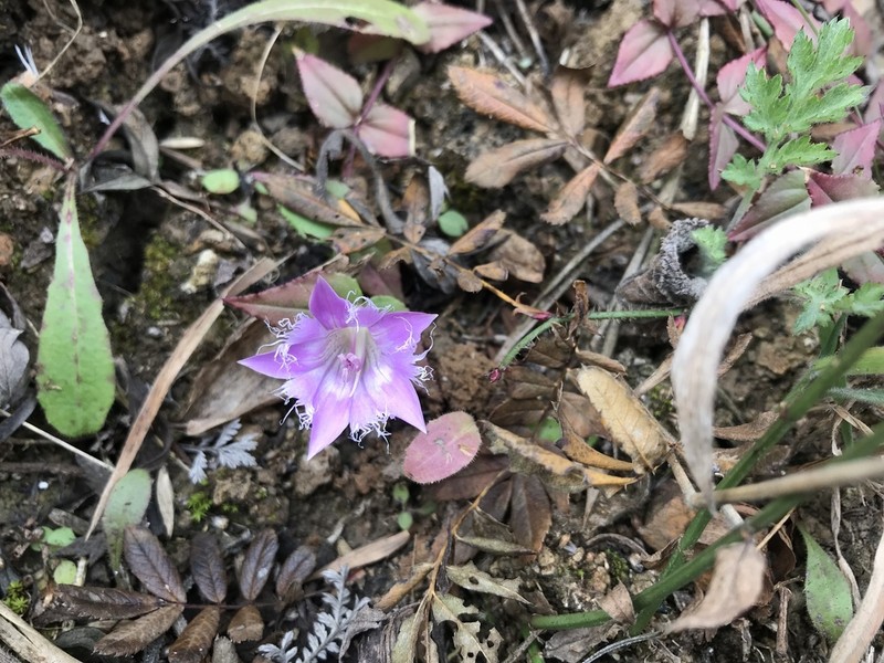 Metagentiana rhodantha