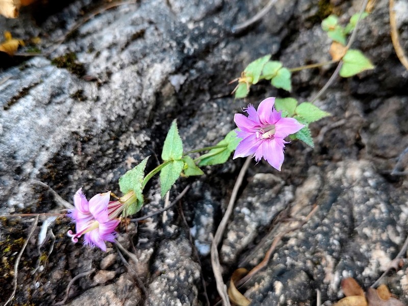 Metagentiana rhodantha photo 2