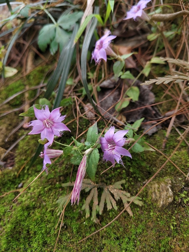 Metagentiana rhodantha photo 3