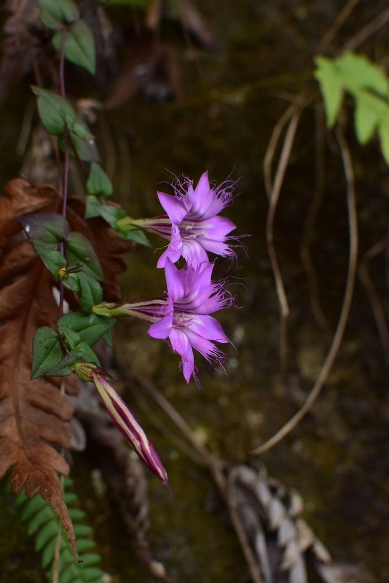 Metagentiana rhodantha photo 4