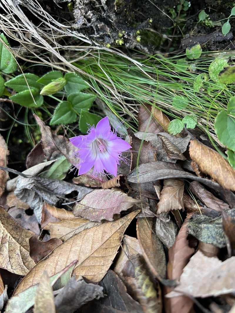 Metagentiana rhodantha photo 5