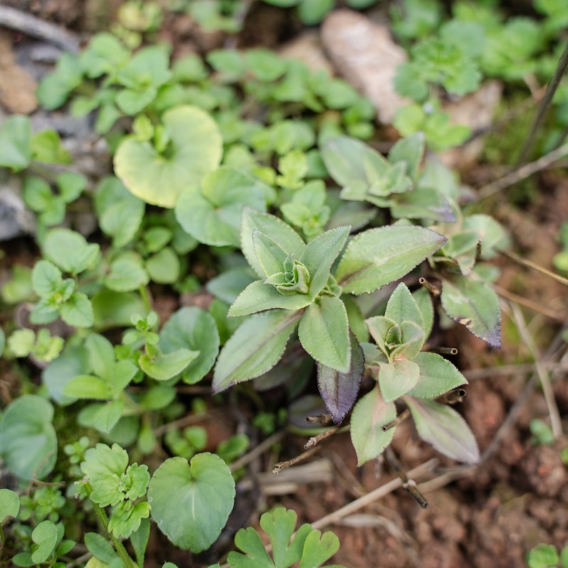 Metagentiana rhodantha photo 6