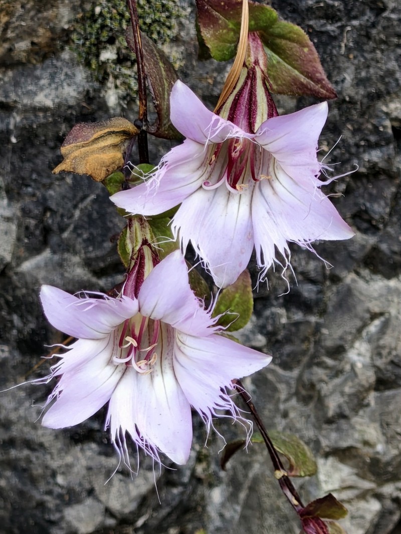 Metagentiana rhodantha photo 7