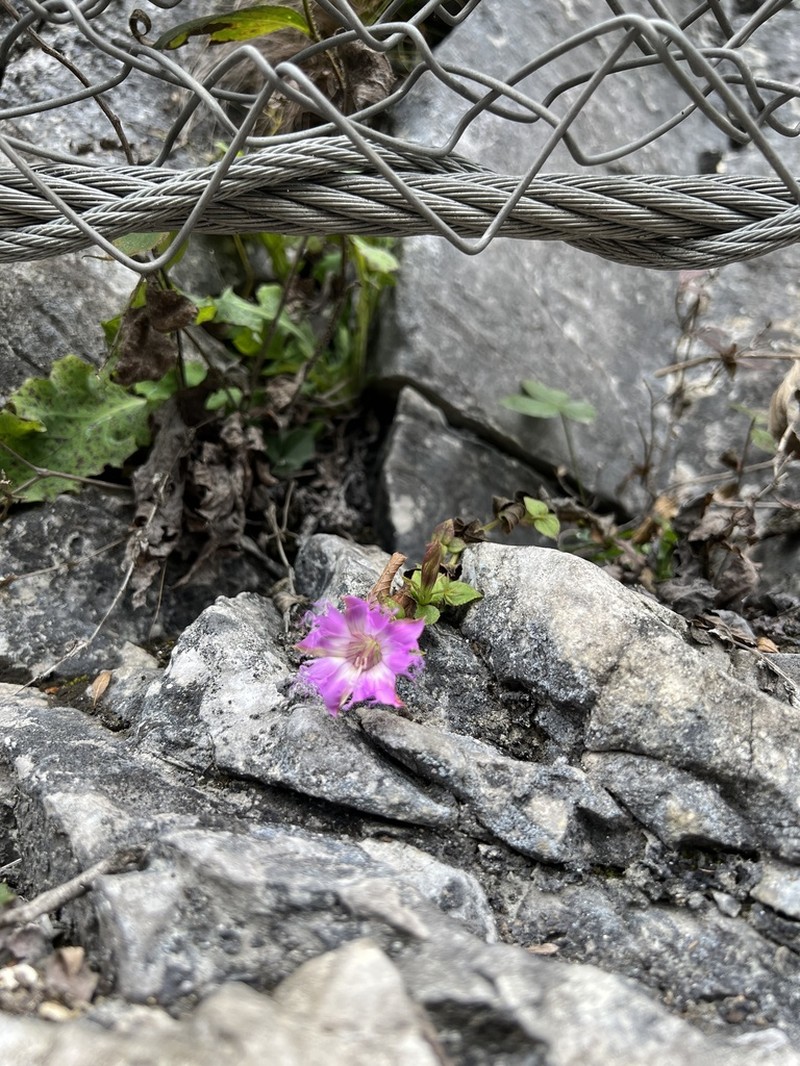 Metagentiana rhodantha photo 8