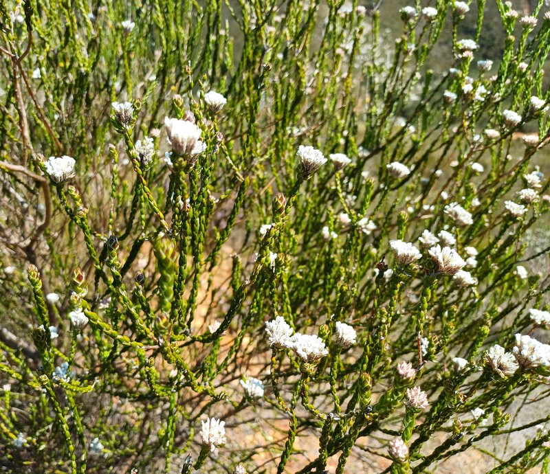 Metalasia pulcherrima f. pulcherrima