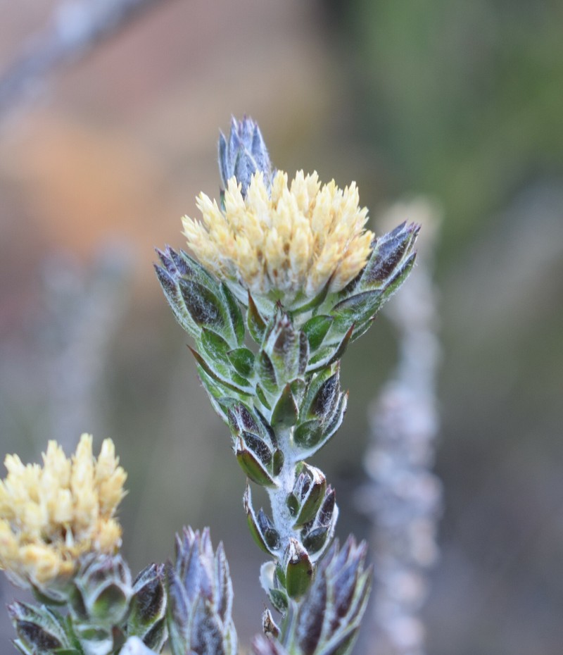 Metalasia pulcherrima f. pulcherrima photo 3