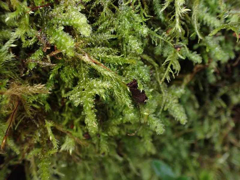 Menzies' Metaneckera Moss