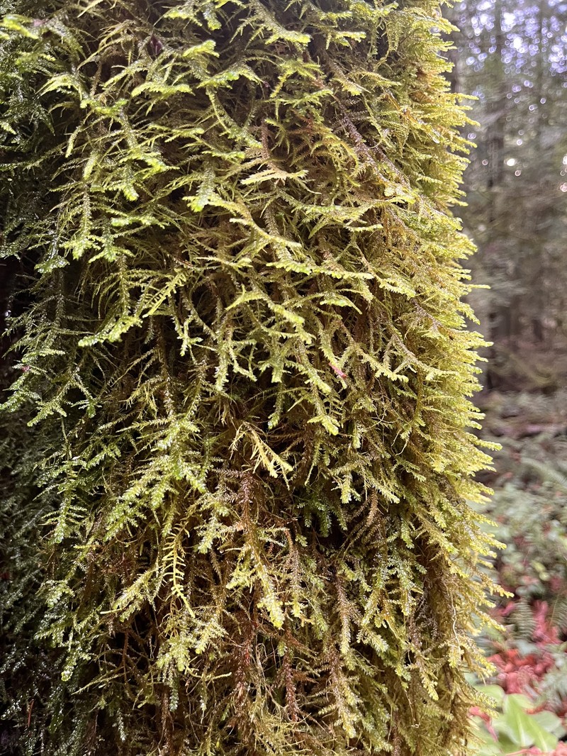 Menzies' Metaneckera Moss
