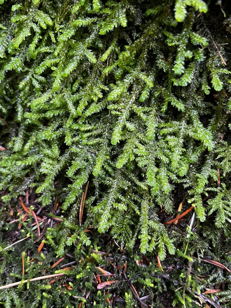 Menzies' Metaneckera Moss photo 2