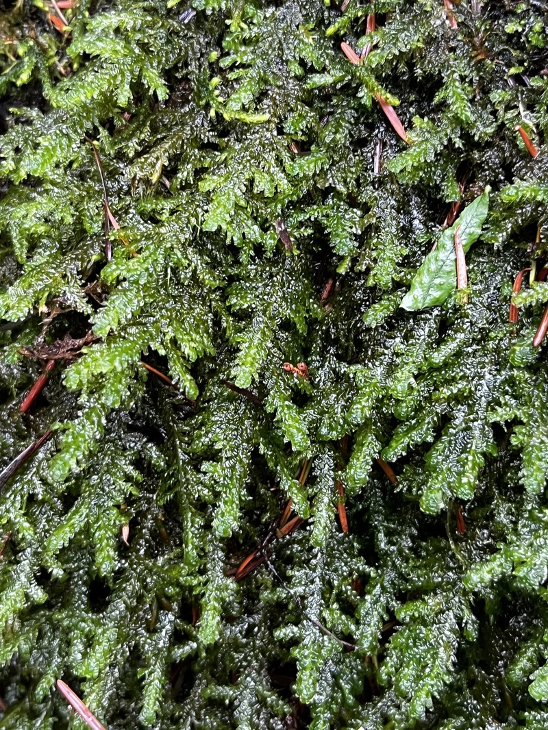 Menzies' Metaneckera Moss photo 3