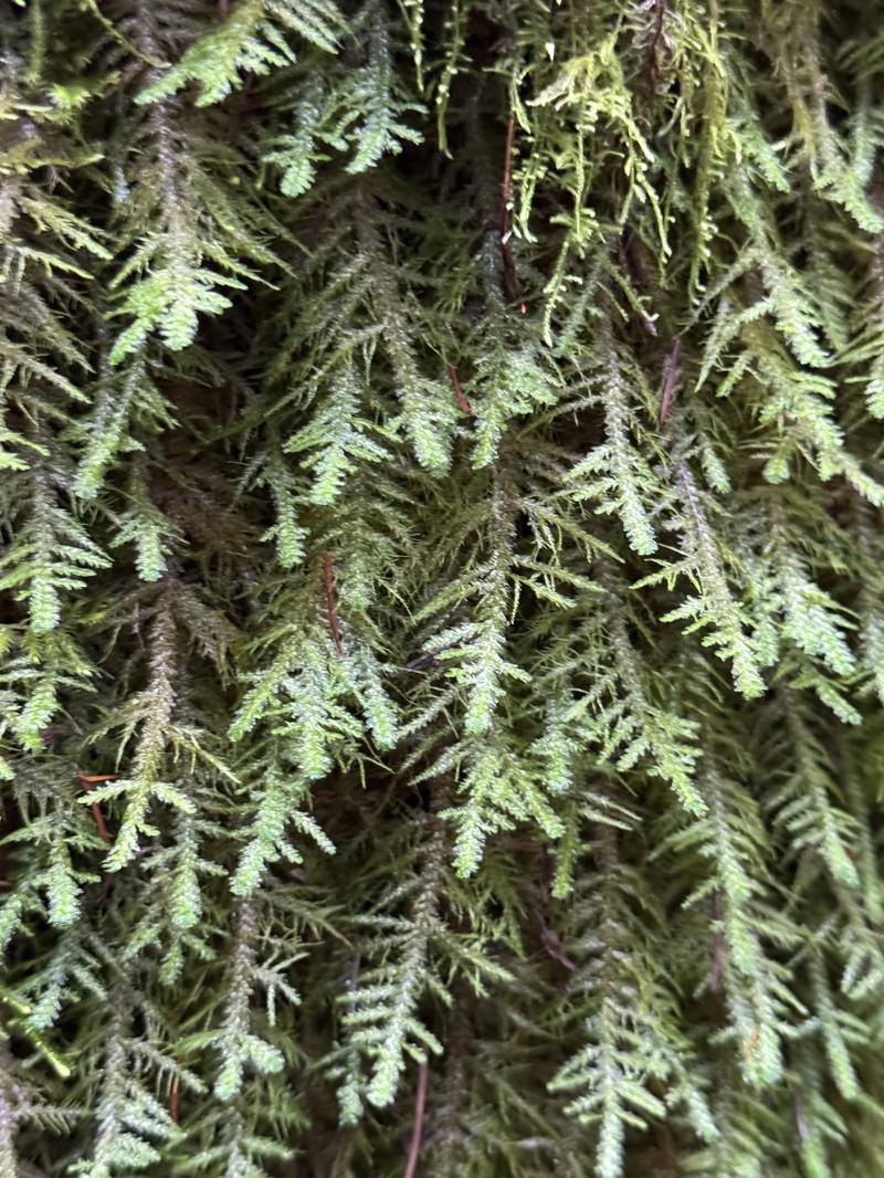 Menzies' Metaneckera Moss photo 4
