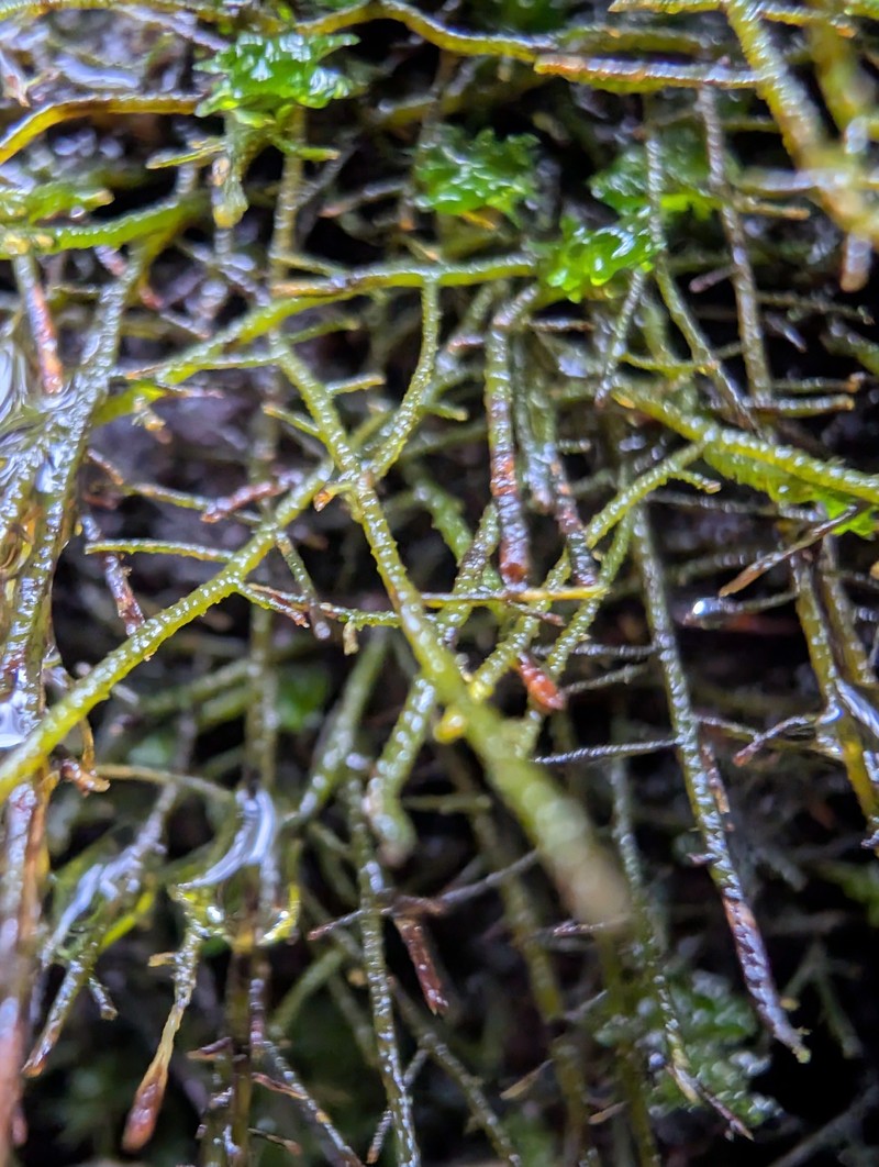 Menzies' Metaneckera Moss photo 5