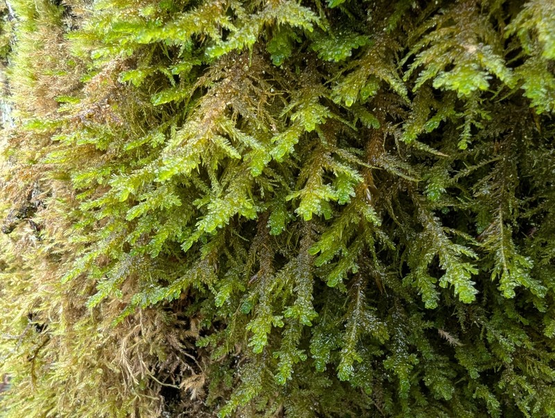 Menzies' Metaneckera Moss photo 6