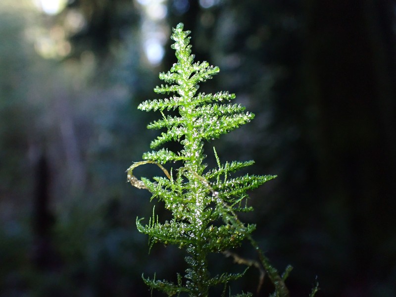 Menzies' Metaneckera Moss photo 7