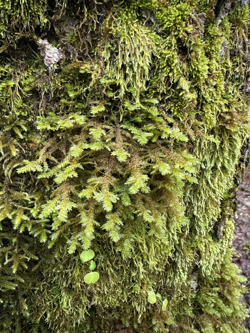 Menzies' Metaneckera Moss photo 8