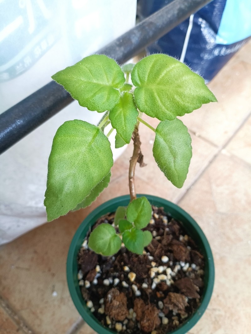 Metapetrocosmea cicatricosa