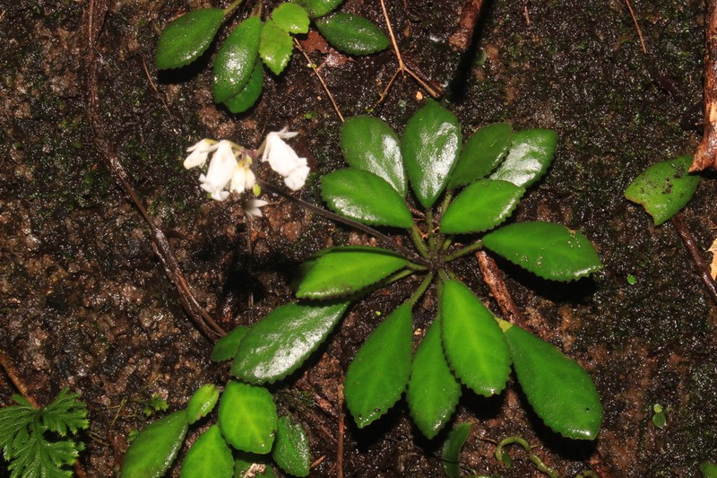 Metapetrocosmea cycnostyla