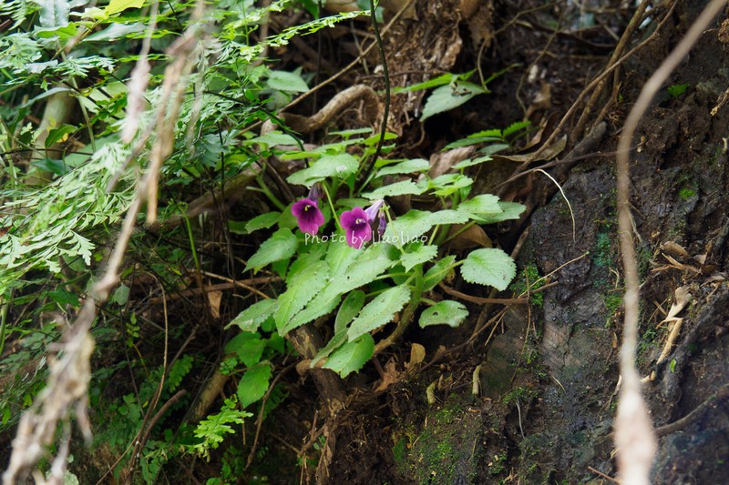 Metapetrocosmea cyrtocarpa photo 2