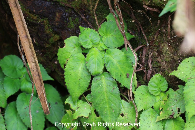 Metapetrocosmea cyrtocarpa photo 3
