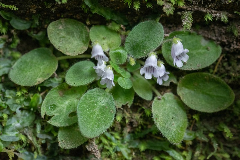 Metapetrocosmea peltata