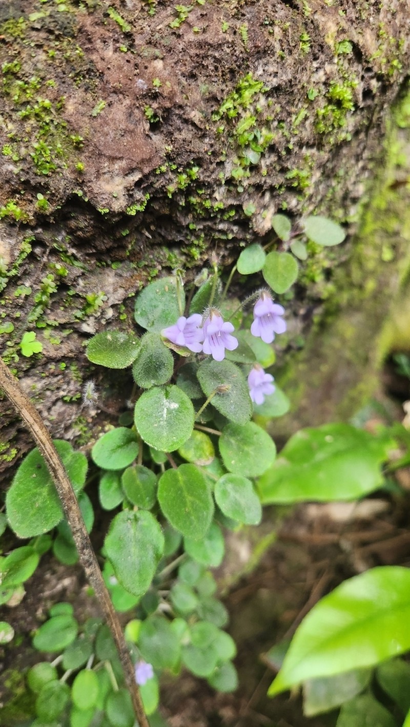 Metapetrocosmea peltata photo 2