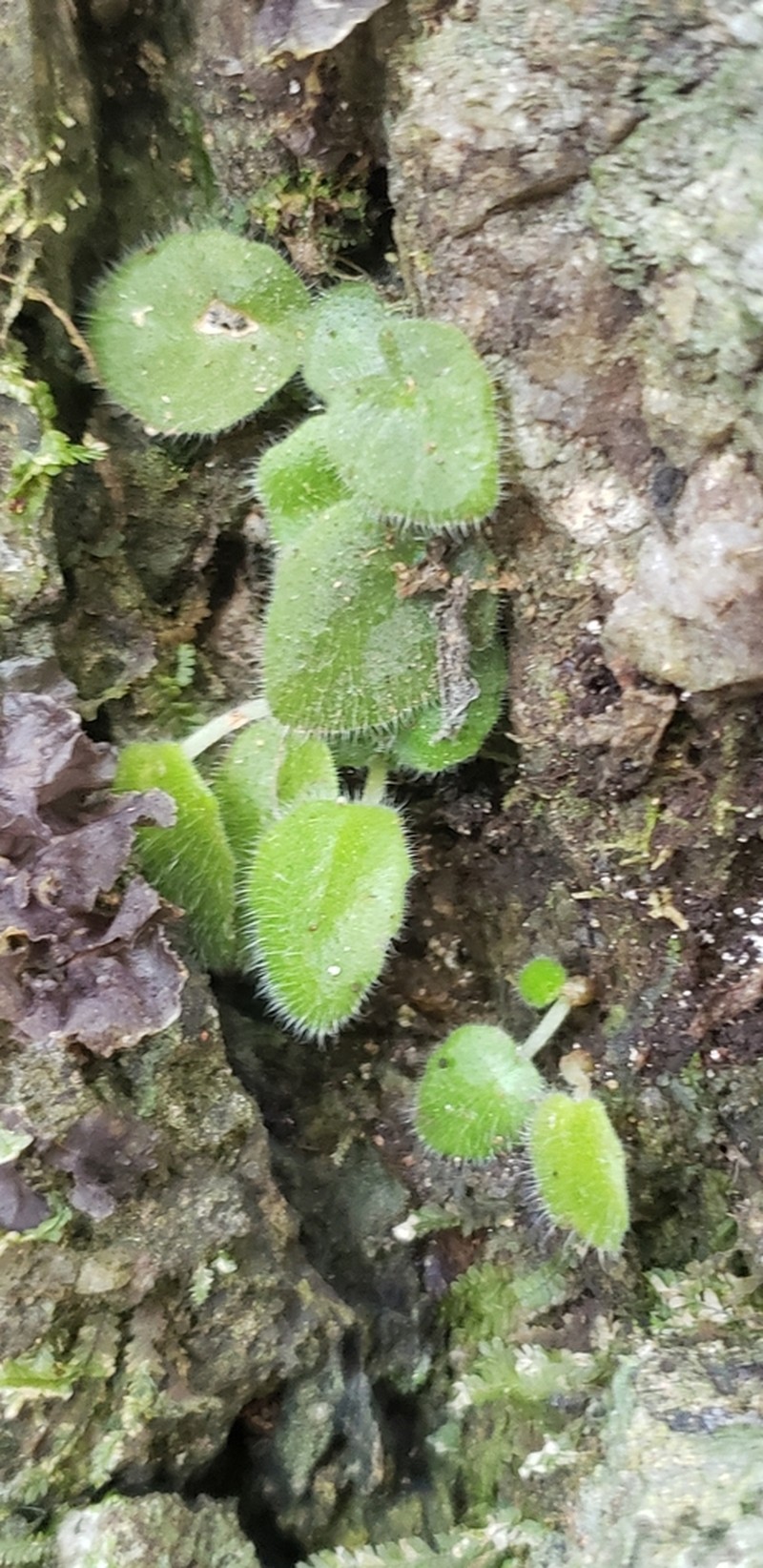 Metapetrocosmea peltata photo 3