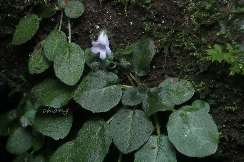 Metapetrocosmea peltata photo 4