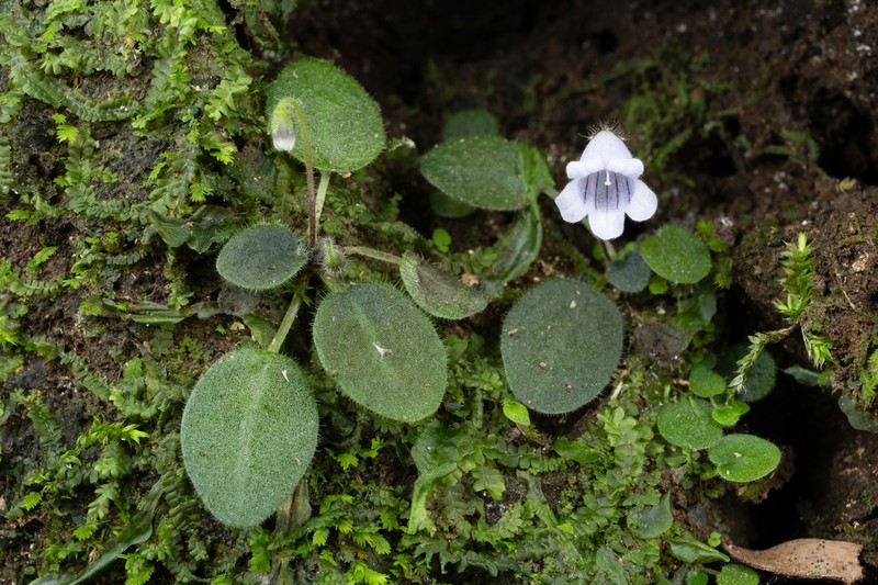 Metapetrocosmea peltata photo 5