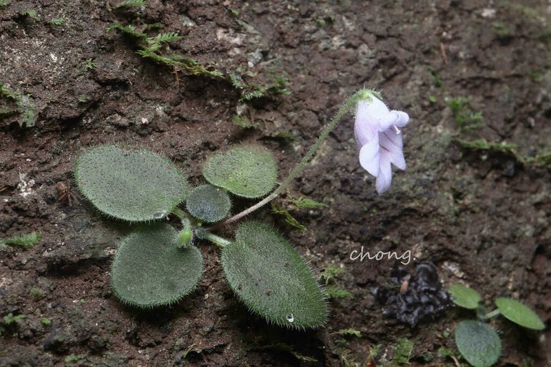 Metapetrocosmea peltata photo 6