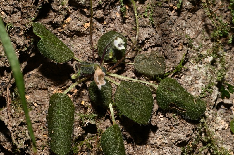 Metapetrocosmea peltata photo 7