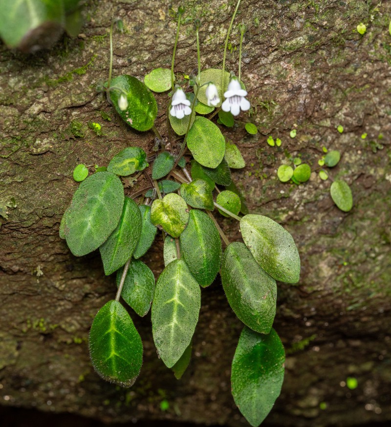 Metapetrocosmea peltata photo 8