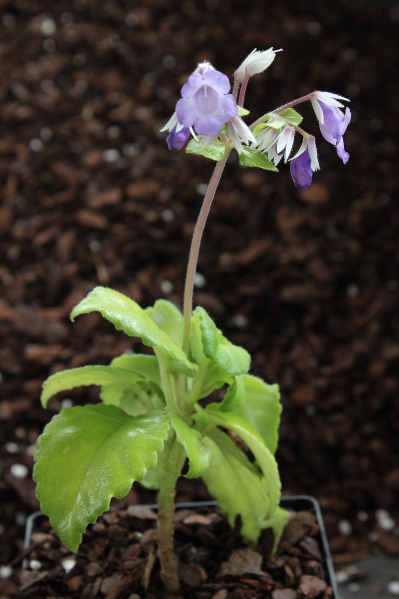 Metapetrocosmea poilanei