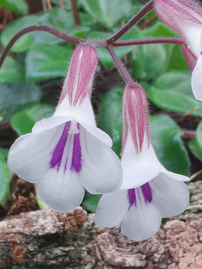 Metapetrocosmea tamiana